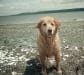 Three legged Golden Retriever WInston