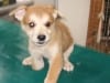 Ku-Wan saved from Korean dog (meat) farm