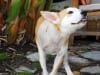 send us your three legged dog photos
