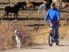 Tripod Musher Dog Cali