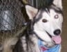 Three legged Utah rescue dog