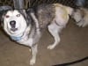 Three legged Utah rescue dog