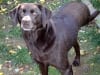 Three Legged Chocolate Lab Jack