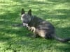 Adopt three legged rescue dog Kudo