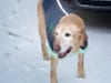 Three Legged Tripawd Jake in Minnesota
