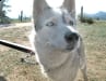 Calpurnia the three legged Odaroloc Sled Dog