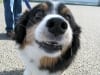 three legged rescue dog Teddy in Eureka, CA