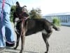 three legged rescue dog Lucy in Eureka, CA