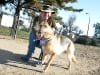 Three Legged German Shepherd Rescue Dog Codie Rae