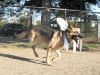 Three Legged German Shepherd Rescue Dog Codie Rae