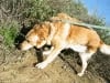 Three Legged Dog MaxC on Long Walk