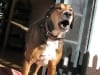 Three Legged Dog Frankie from Kellys Lot