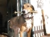 Three Legged Dog Frankie
