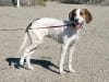 Ruby Four Legged Puppy Mill Rescue Tripod Dog