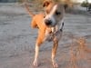 Mazeltov Three Legged Train Wreck Survivor