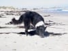 Three Legged Dog Dee Digs the Beach in South Africa