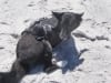Three Legged Dog Dee on South Africa Beach