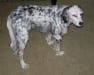 Shasta tripod dog pre-surgery