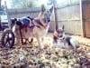 German Shepherds Quadriplegic Sheba and Three-Legged Trouble