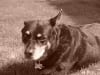 Senior Tripawd Tillie