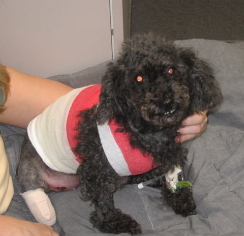 Tripod Dog poodle Angel recovers from car accident