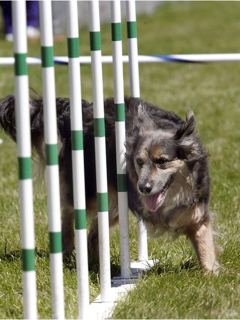 Three Legged Agility Dog Serena