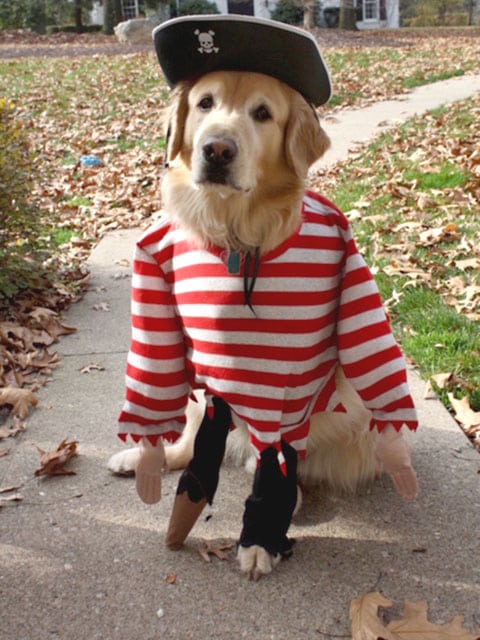 three legged charley dog pirate peg leg costume