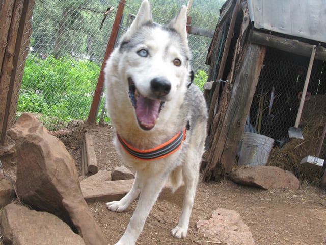 three-legged Tripawd sled dog Calpurnia