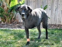 three legged lab shadow amputation chemotherapy