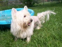 Three Legged Westie Mac