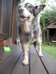 Three Legged Aussie Cattle Dog Mate