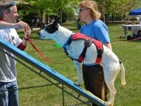 Tripod Dog Lily Does Agility