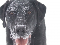Three Legged Dog Sam in the Snow