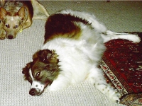 Three Legged Dog Stuart