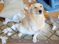 Three Legged Dog Shelby