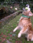 Three Legged Golden Retriever Ember