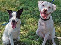 Colorado Tripod Dogs Lily and Cotton