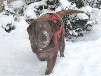 Three Legged Lab Bonnie