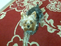 Three Legged Yorkie Terrier Mollie