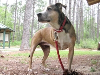 three legged pit bull trouble aka hugapitbull