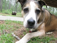 Tripod Pit Bull Trouble