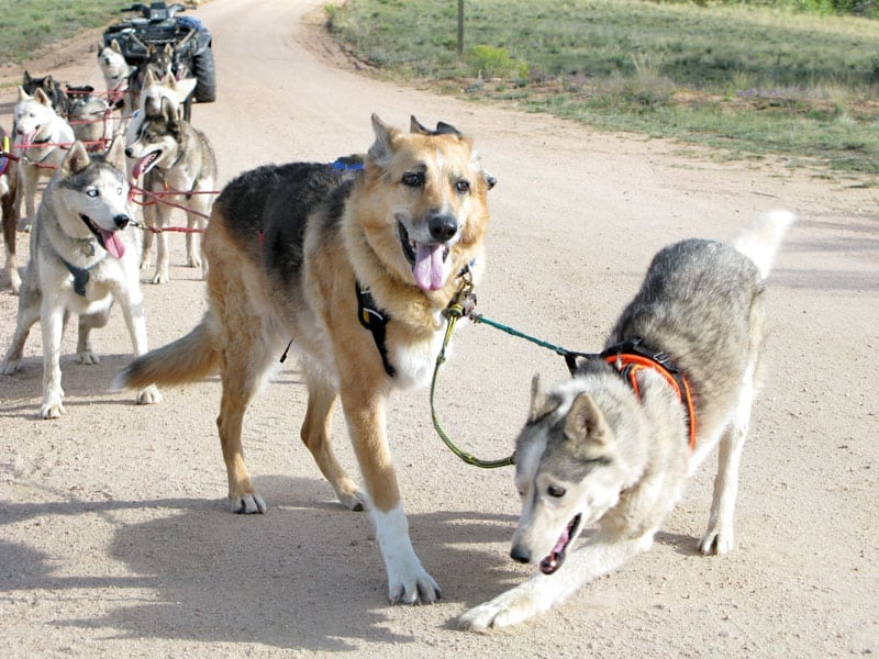tripawd sled dogs
