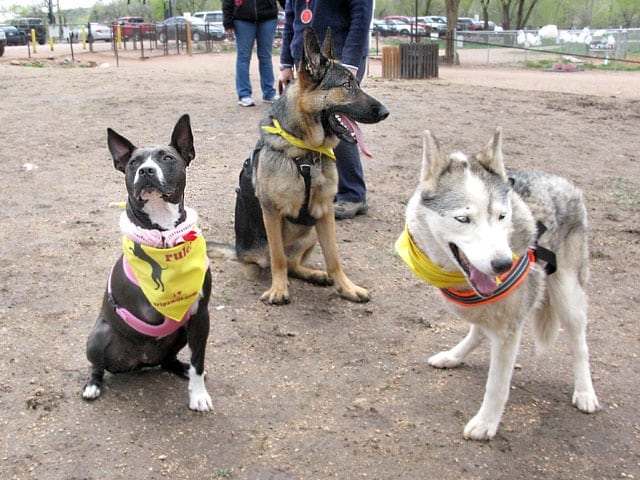 Tripawds Chapter Party in Colorado