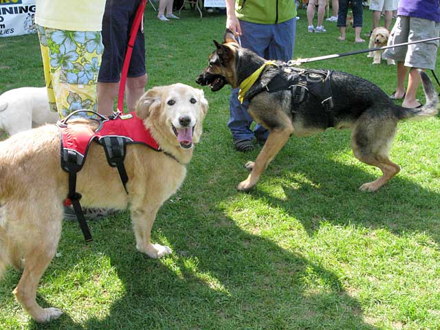 Wyatt and Dakota in Tripawds Booth at Pet Expo