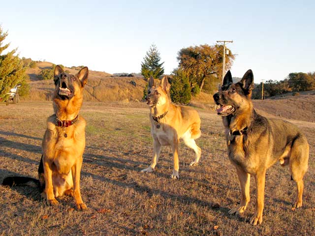 Oaktown Pack Three Legged German Shepherds