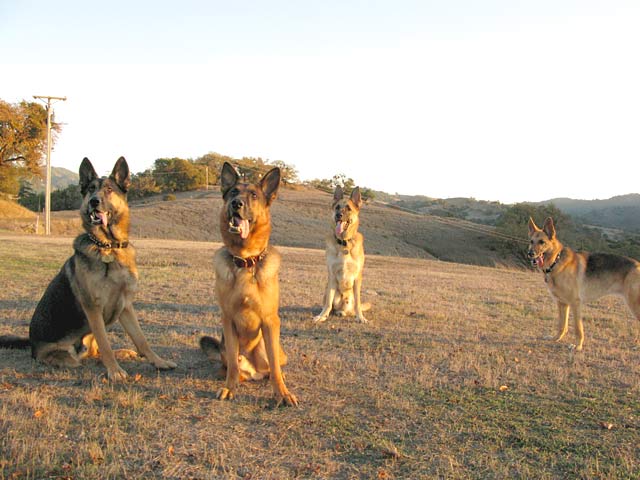 Oaktown Pack Three Legged German Shepherds