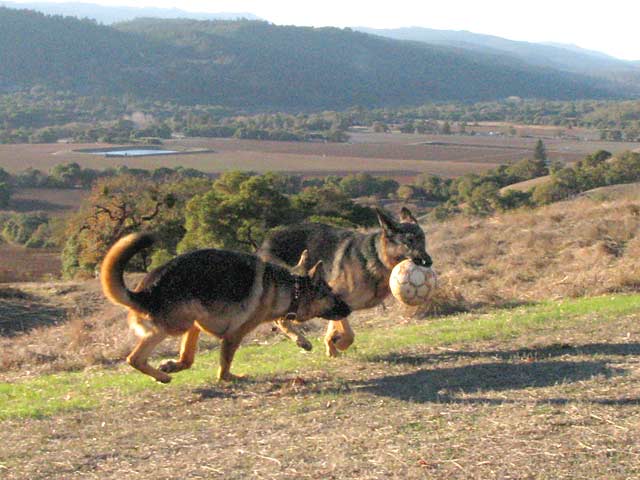 Oaktown pack Three legged german Shepherds