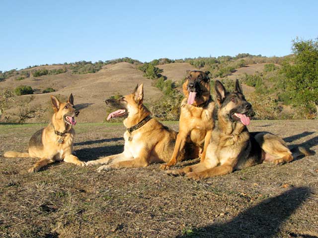 The Oaktown Pack Three Legged German Shepherds