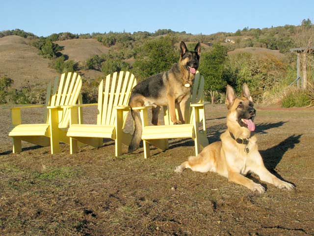 Three Legged German Shepherds Wyatt and Travis Ray