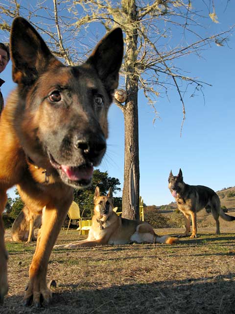 Three Legged German Shepherds of Oaktown Pack